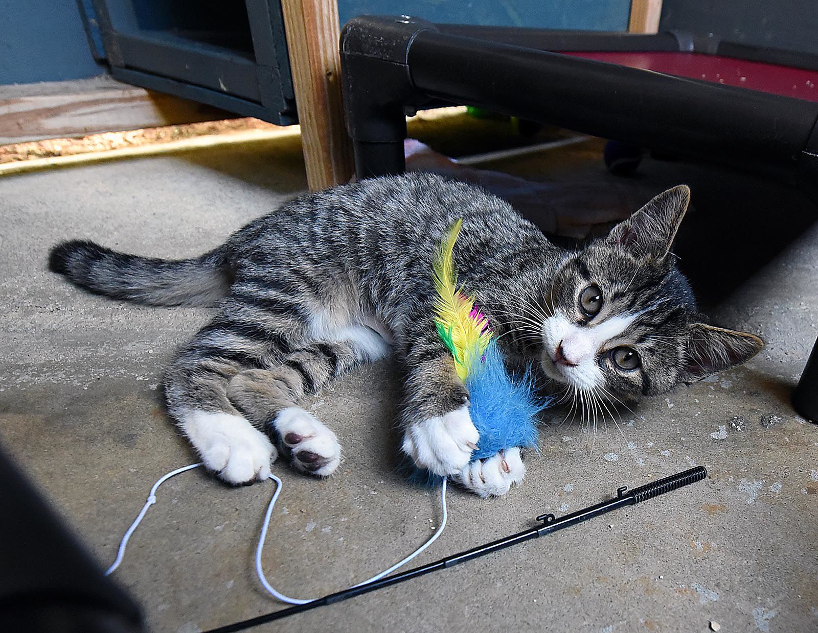 Wiregrass Humane Society accepts kittens after tragedy